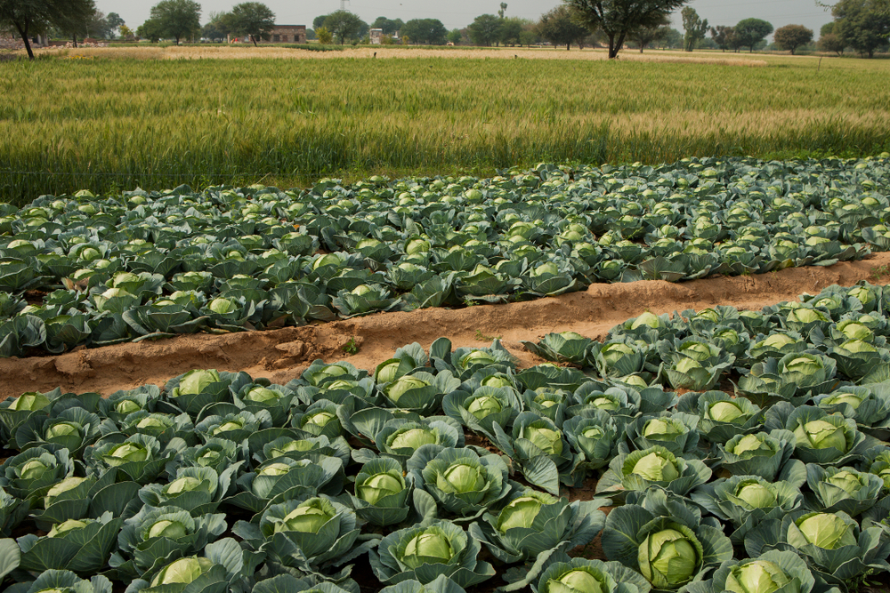 horticulture recruitment
